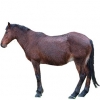https://www.americanbreeder.com/images/com_adsmanager/categories/1132cat_t.jpg
