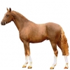 https://www.americanbreeder.com/images/com_adsmanager/categories/1133cat_t.jpg