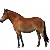 https://www.americanbreeder.com/images/com_adsmanager/categories/1134cat_t.jpg