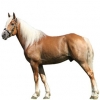 https://www.americanbreeder.com/images/com_adsmanager/categories/1135cat_t.jpg