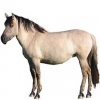 https://www.americanbreeder.com/images/com_adsmanager/categories/1137cat_t.jpg