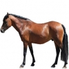 https://www.americanbreeder.com/images/com_adsmanager/categories/1138cat_t.jpg