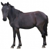 https://www.americanbreeder.com/images/com_adsmanager/categories/1139cat_t.jpg