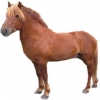 https://www.americanbreeder.com/images/com_adsmanager/categories/1140cat_t.jpg