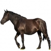 https://www.americanbreeder.com/images/com_adsmanager/categories/1142cat_t.jpg