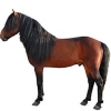 https://www.americanbreeder.com/images/com_adsmanager/categories/1143cat_t.jpg
