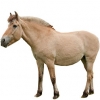 https://www.americanbreeder.com/images/com_adsmanager/categories/1144cat_t.jpg