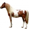 https://www.americanbreeder.com/images/com_adsmanager/categories/1145cat_t.jpg