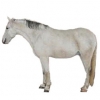 https://www.americanbreeder.com/images/com_adsmanager/categories/1146cat_t.jpg