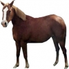 https://www.americanbreeder.com/images/com_adsmanager/categories/1147cat_t.jpg