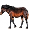 https://www.americanbreeder.com/images/com_adsmanager/categories/1148cat_t.jpg