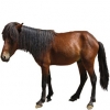 https://www.americanbreeder.com/images/com_adsmanager/categories/1149cat_t.jpg