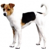 https://www.americanbreeder.com/images/com_adsmanager/categories/114cat_t.jpg