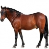 https://www.americanbreeder.com/images/com_adsmanager/categories/1152cat_t.jpg