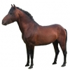 https://www.americanbreeder.com/images/com_adsmanager/categories/1153cat_t.jpg