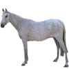 https://www.americanbreeder.com/images/com_adsmanager/categories/1154cat_t.jpg