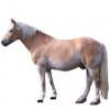 https://www.americanbreeder.com/images/com_adsmanager/categories/1155cat_t.jpg
