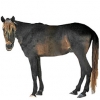 https://www.americanbreeder.com/images/com_adsmanager/categories/1156cat_t.jpg