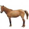 https://www.americanbreeder.com/images/com_adsmanager/categories/1162cat_t.jpg