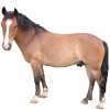 https://www.americanbreeder.com/images/com_adsmanager/categories/1163cat_t.jpg