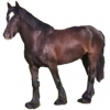 https://www.americanbreeder.com/images/com_adsmanager/categories/1164cat_t.jpg