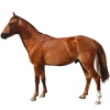 https://www.americanbreeder.com/images/com_adsmanager/categories/1165cat_t.jpg
