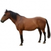 https://www.americanbreeder.com/images/com_adsmanager/categories/1168cat_t.jpg