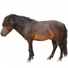 https://www.americanbreeder.com/images/com_adsmanager/categories/1170cat_t.jpg