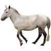 https://www.americanbreeder.com/images/com_adsmanager/categories/1172cat_t.jpg