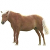https://www.americanbreeder.com/images/com_adsmanager/categories/1173cat_t.jpg