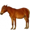 https://www.americanbreeder.com/images/com_adsmanager/categories/1178cat_t.jpg
