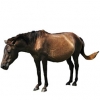 https://www.americanbreeder.com/images/com_adsmanager/categories/1179cat_t.jpg