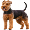 https://www.americanbreeder.com/images/com_adsmanager/categories/117cat_t.jpg