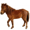 https://www.americanbreeder.com/images/com_adsmanager/categories/1181cat_t.jpg
