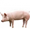 https://www.americanbreeder.com/images/com_adsmanager/categories/1182cat_t.jpg