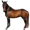 https://www.americanbreeder.com/images/com_adsmanager/categories/1183cat_t.jpg
