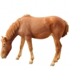 https://www.americanbreeder.com/images/com_adsmanager/categories/1186cat_t.jpg