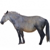 https://www.americanbreeder.com/images/com_adsmanager/categories/1187cat_t.jpg