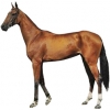 https://www.americanbreeder.com/images/com_adsmanager/categories/1189cat_t.jpg