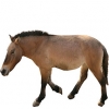 https://www.americanbreeder.com/images/com_adsmanager/categories/1190cat_t.jpg