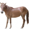 https://www.americanbreeder.com/images/com_adsmanager/categories/1191cat_t.jpg