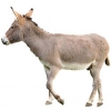 https://www.americanbreeder.com/images/com_adsmanager/categories/1192cat_t.jpg