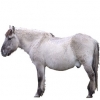 https://www.americanbreeder.com/images/com_adsmanager/categories/1194cat_t.jpg