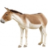 https://www.americanbreeder.com/images/com_adsmanager/categories/1195cat_t.jpg