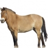 https://www.americanbreeder.com/images/com_adsmanager/categories/1196cat_t.jpg