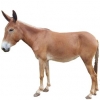 https://www.americanbreeder.com/images/com_adsmanager/categories/1197cat_t.jpg