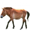 https://www.americanbreeder.com/images/com_adsmanager/categories/1198cat_t.jpg