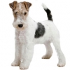 https://www.americanbreeder.com/images/com_adsmanager/categories/119cat_t.jpg