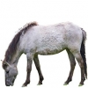 https://www.americanbreeder.com/images/com_adsmanager/categories/1200cat_t.jpg