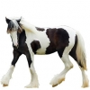 https://www.americanbreeder.com/images/com_adsmanager/categories/1201cat_t.jpg